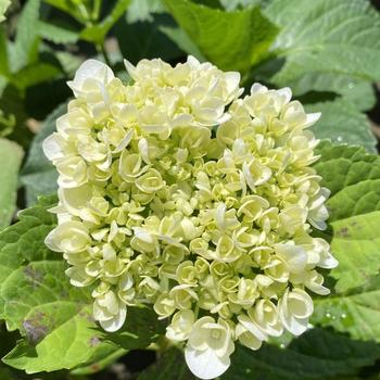 Hydrangea macrophylla 'Sister Theresa' 