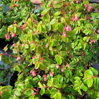 Begonia fuchsioides