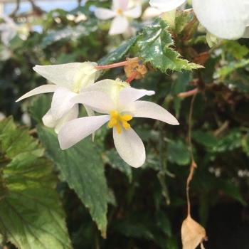 Begonia acutifolia