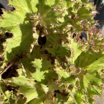 Begonia 'King Tut' 