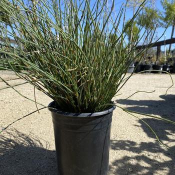 Chondropetalum tectorum 'El Campo' 