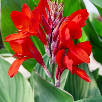 Canna 'Atlantic Beauty' 