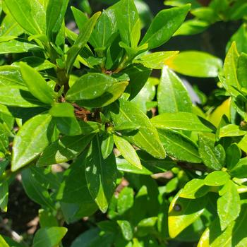 Gardenia jasminoides 'Prostrata' 