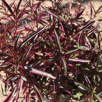 Alternanthera 'Purple Threadleaf' 