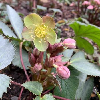 Helleborus x sternii 'Silver Dollar' 