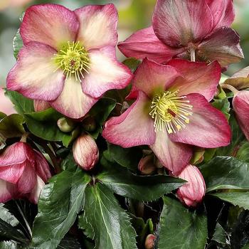 Helleborus 'Ice 'n Roses® Pink' 