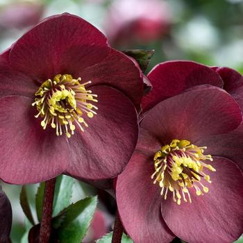 Helleborus 'Ice 'n Roses® Red' PP28296