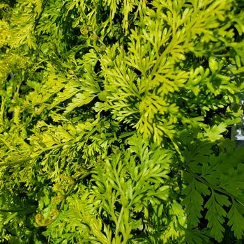 Asplenium bulbiferum