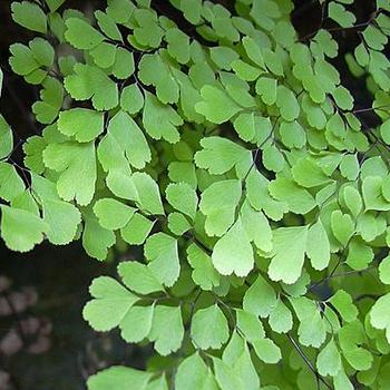 Adiantum raddianum