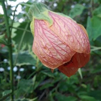 Abutilon pictum 'Mardi Gras' 