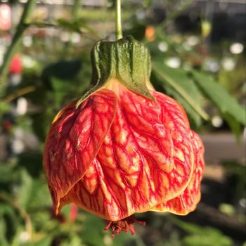 Abutilon 'Tiger Eye' 