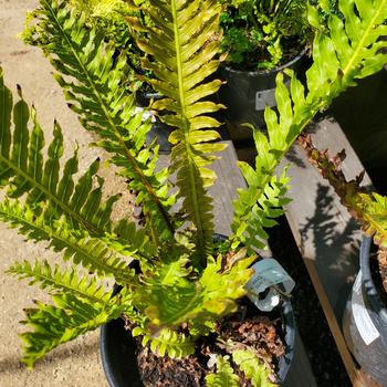 Blechnum brasiliense