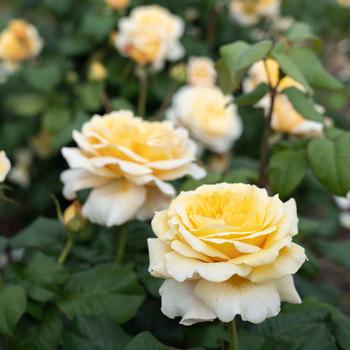 Rosa 'Moonlight Romantica®'