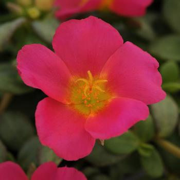 Portulaca oleracea RioGrande™ 'Magenta'