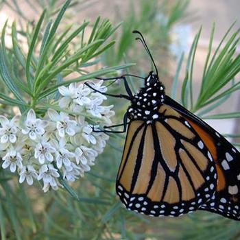 Asclepias linaria 'Monarch Magnet' PPAF