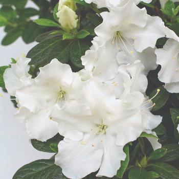 Rhododendron 'Lazamorwhi' PPAF