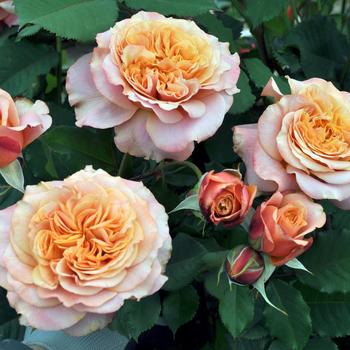 Rosa Sunbelt® 'Crazy Love™'