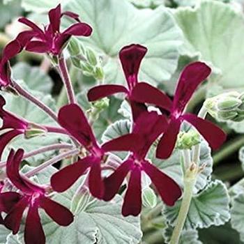 Pelargonium sidoides