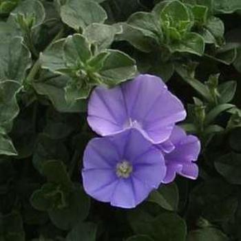 Convolvulus sabatius 'Moroccan Beauty' 