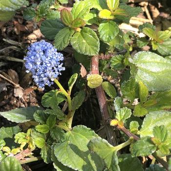 Ceanothus griseus var. horizontalis 'Yankee Point' 