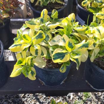 Coprosma repens 'Taupata Gold' 