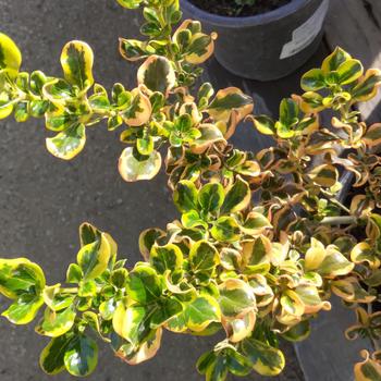 Coprosma repens 'Pink Splendor' 