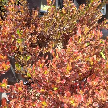 Coprosma repens 'Pacific Sunset' 