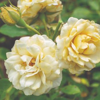 Rosa 'Buttercream Drift®'