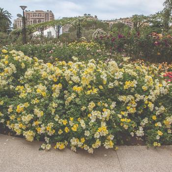 Rosa 'Limoncello™' (219414)
