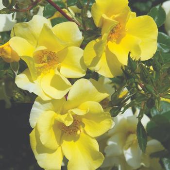 Rosa 'Limoncello™' (219415)