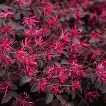 Loropetalum chinense 'Cerise Charm'