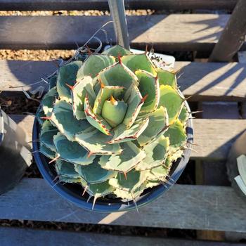 Agave potatorum 'Kichiokan Marginata' 