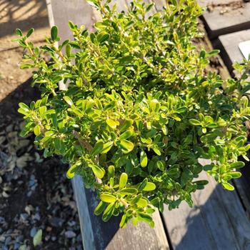 Coprosma petriei 'Verde Vista' 