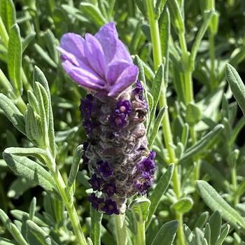Lavandula stoechas 'Winter Bee' PP20840