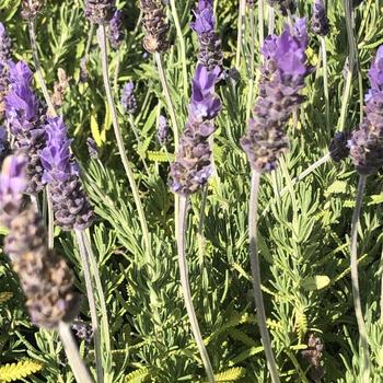 Lavandula dentata var. candicans