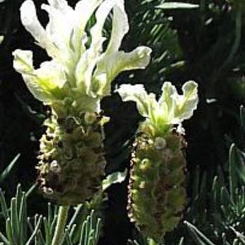 Lavandula stoechas 'Alba' 