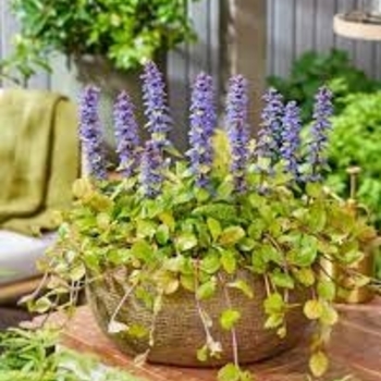 Ajuga 'Tropical Toucan' PPAF