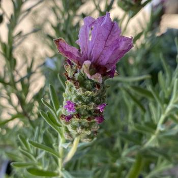 Lavandula stoechas var. pedunculata 'Bentley' PP22709