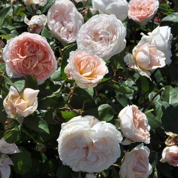 Rosa Parfuma® 'Bliss'