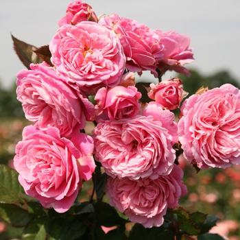 Rosa Parfuma® 'Summer Romance™'