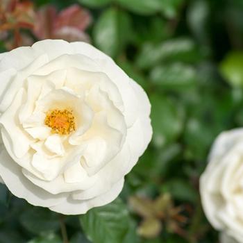 Rosa 'Radfragwhite' PP22988