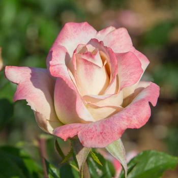 Rosa 'Pinkerbelle™'