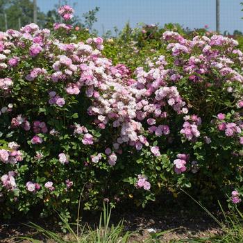 Rosa Pretty Polly® Lavender