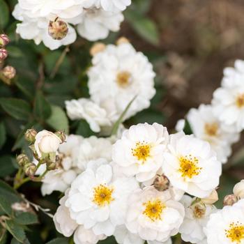 Rosa 'Zlepoltwo' PP31106 CPBR6,555