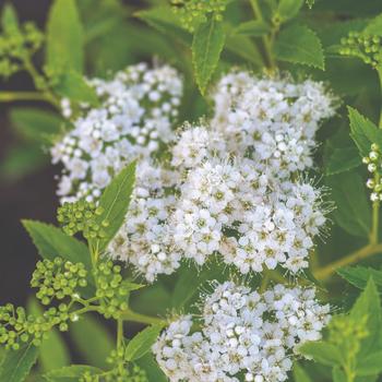 Spiraea japonica Empire® 'Yeti™'