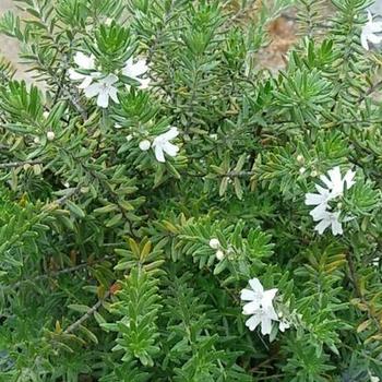 Westringia fruticosa 'WES06' PP27898