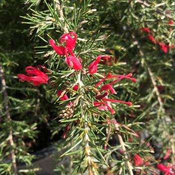 Grevillea rosmarinifolia 'Scarlet Sprite' 
