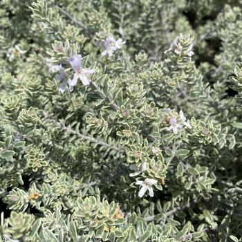Westringia fruticosa 'Smokey' 