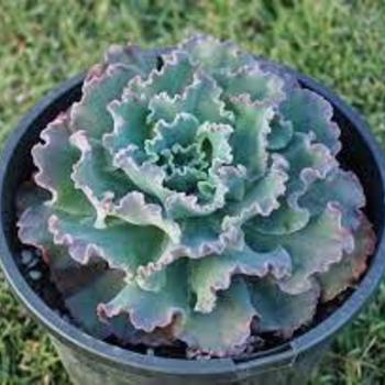 Echeveria 'Blue Waves' 