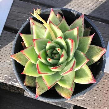 Echeveria agavoides